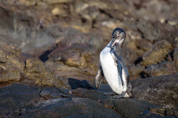 Um pinguim de Galápagos sobre uma rocha na ilha de Santiago, ilha de Galápagos, Equador, América do Sul . — Fotografia de Stock