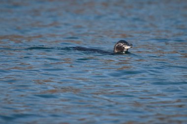 Pasifik Okyanusu'nda yüzen Galapagos Pengueni, Santiago Adası, Galapagos Adası, Ekvador, Güney Amerika.