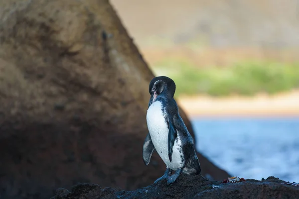 南美洲厄瓜多尔加拉帕戈斯岛圣地亚哥岛岩石上的加拉帕戈斯企鹅 — 图库照片