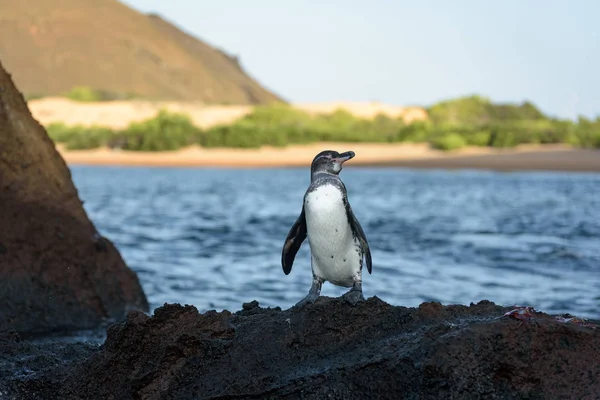 Santiago Adası'nda bir kaya üzerinde bir Galapagos pengueni, Galapagos Adası, Ekvador, Güney Amerika.