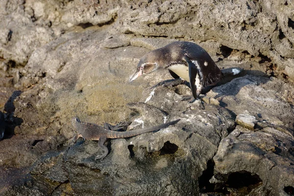加拉帕戈斯企鹅吓跑海洋蜥蜴，圣地亚哥岛，加拉帕戈斯岛，厄瓜多尔，南美洲. — 图库照片