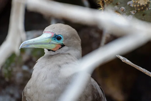 Kırmızı ayaklı bubi (Sula Sula), Darwin Körfezi, Cenova, Galapagos Adası, Ekvador, Güney Amerika.
