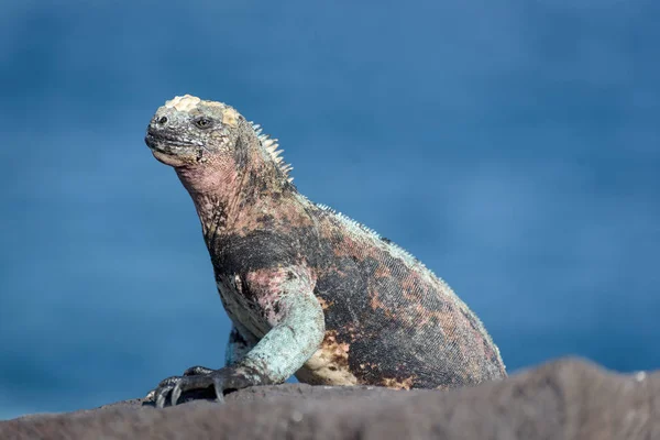 Galapagos Marine Iguana (Amblyrhynchus cristatus) at Suarez Point, La Espanola Island, Galapagos Island, Ecuador, South America. — Stock Photo, Image