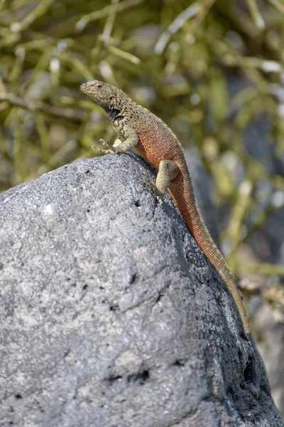 Männliche Kapuzeneidechse (microlophus delanonis) auf suarez point, espanola island, galapagos nationalpark, ecuador, südamerika. Die Eidechse kommt nur auf der Insel Espanola vor. — Stockfoto