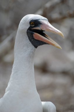 Close Up Nazca Booby (sula granti) Üzerinde Genovesa Adası, Galapagos Adaları, Ekvador, Güney Amerika.