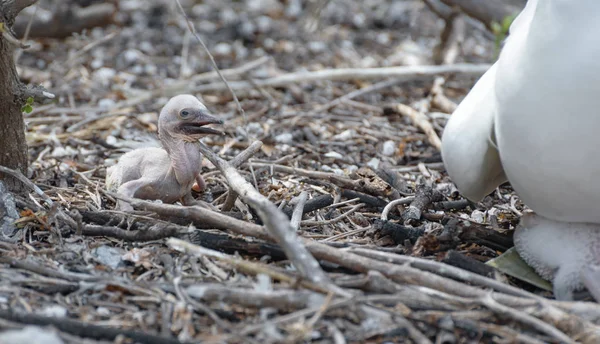 Uma garota abandonada Nazca Booby (sula granti) empurrada para fora do ninho e sua mãe com a garota maior, Galápagos Nazca Booby, Ilha Genovesa, Ilha Galápagos, Equador, América do Sul . — Fotografia de Stock