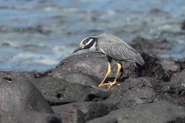 Uma garça-da-noite de coroa amarela (Nyctanassa violacea), Suarez Point, Ilha Espanola, Galápagos, Equador, América do Sul . — Fotografia de Stock