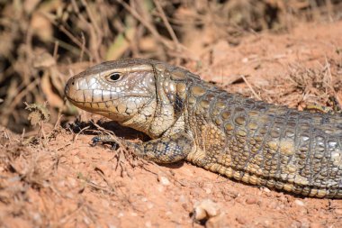 Paraguay kayman kertenkelesi (Dracaena paraguayensis) Transpantaneira, Pantanal, dünyanın en büyük sulak, Mato Grosso, Brezilya, Güney Amerika