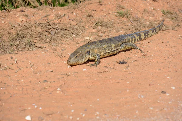 Lagarto caimán de Paraguay (Dracaena paraguayensis) en el Transpantaneira, Pantanal, el humedal más grande del mundo, Mato Grosso, Brasil, América del Sur — Foto de Stock