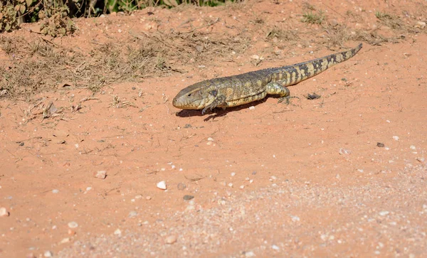 Lagarto caimán de Paraguay (Dracaena paraguayensis) en el Transpantaneira, Pantanal, el humedal más grande del mundo, Mato Grosso, Brasil, América del Sur — Foto de Stock