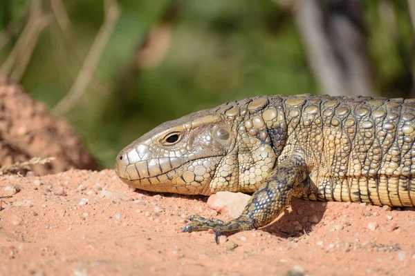 Lagarto caimán de Paraguay (Dracaena paraguayensis) en el Transpantaneira, Pantanal, el humedal más grande del mundo, Mato Grosso, Brasil, América del Sur — Foto de Stock