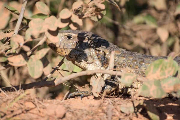 Lagarto caimán de Paraguay (Dracaena paraguayensis) en el Transpantaneira, Pantanal, el humedal más grande del mundo, Mato Grosso, Brasil, América del Sur — Foto de Stock