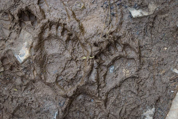 Friss fekete medve lábnyom a sárban túraútvonalon, Kilépés Gleccser, Kenai Fjords National Park, Seward, Alaszka, Egyesült Államok — Stock Fotó