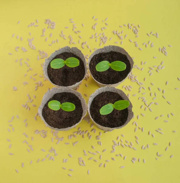 Plántulas de pepino sobre fondo amarillo — Foto de Stock