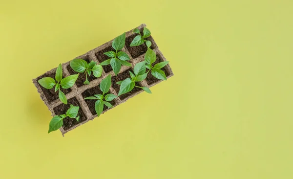 Plántulas de pepino sobre fondo amarillo — Foto de Stock