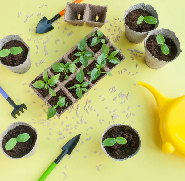 Plántulas de papel y pepino — Foto de Stock