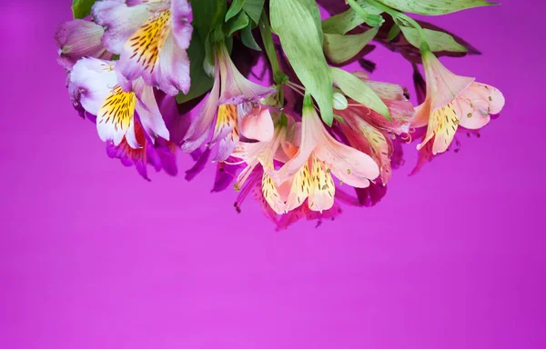 Greeting card with flowers. Banner with alstroemeria flowers on a neon background.
