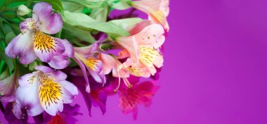 Çiçekli tebrik kartı. Neon arka planda alstroemeria çiçekli afiş.