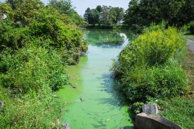 Zararlı bir alglerin yakın plan görüntüsü Ashburn, Virginia 'daki küçük bir derenin yüzeyini kaplıyor..