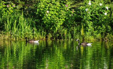 İki Kanada kazları, yemyeşil yeşillik ve sazlıklarla çevrili sakin yeşil bir göl üzerinde huzur içinde süzülür..