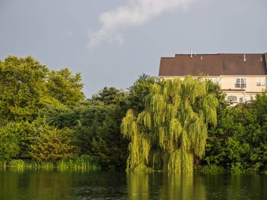 Ağlayan söğüt ağacının geniş çerçeveli bir perspektifi, dalları sessiz bir göletin yansıtıcı yüzeyine süzülüyor..