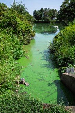 Ashburn, Virginia 'daki küçük bir banliyö deresi zehirli yeşil yosun tabakası tarafından tıkandı. Çevresel bir sorun..