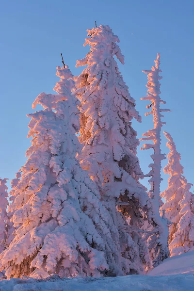 Inverno Paisagem Nevada Postavaru Brasov Roménia Paisagem Montanhosa — Fotografia de Stock