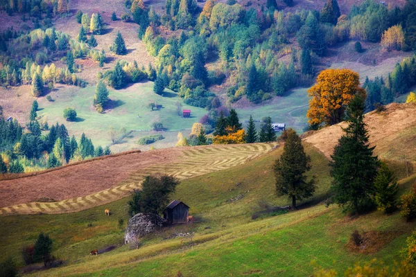 Zonsopgang Boven Mistige Glooiende Heuvels Van Het Roemeense Platteland Bucovina — Stockfoto