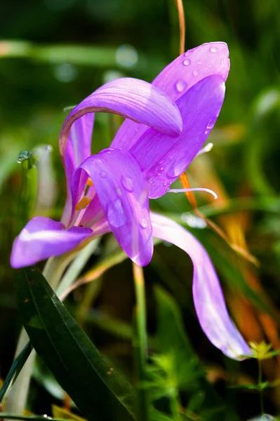 Viola Odorata Kwiaty Fioletowy Słodki Fioletowy Angielski Fioletowy Pospolity Kwitnące — Zdjęcie stockowe