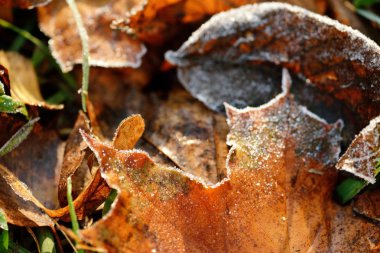 Sonbahar doğal renkler kırmızı, yeşil, sarı yaprakları yakın donmuş.