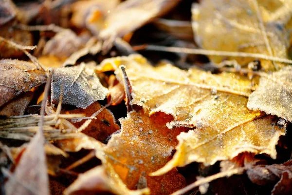 Gefrorene Herbstkomposition Aus Natürlichen Nahaufnahmen Farbenfroher Roter Grüner Gelber Blätter — Stockfoto