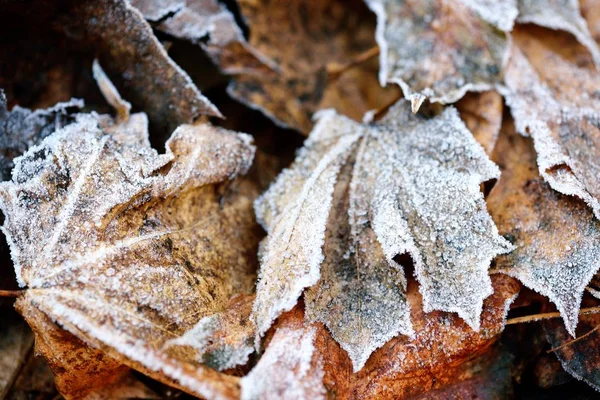 Замороженные осенью естественный закрыть красочные красные, зеленые, желтые листья . — стоковое фото