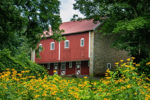 Iconische Rode Schuur Staat Omlijst Door Gele Bloemen Bomen Wyomissing — Stockfoto