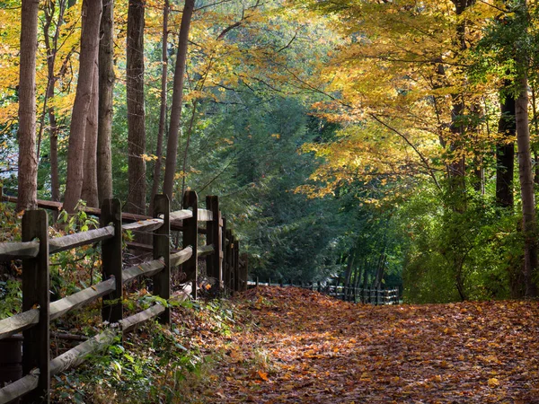 Scène Rurale Pastorale Arbres Aux Couleurs Vives Feuilles Tombées Tôt Image En Vente