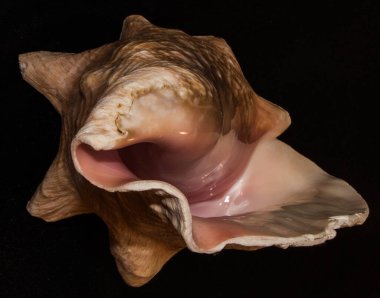 Boş bir deniz kabuğu kabuğunun bir ucundan siyah bir arkaplana doğru görüntüsünü kapat