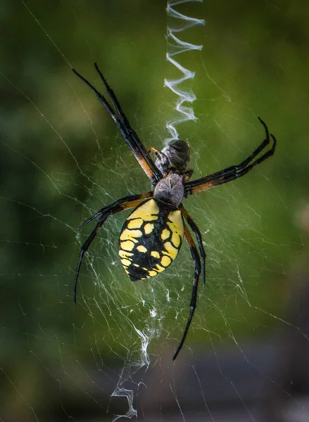 一只黑黄相间的大蜘蛛卷起它那不幸的受害者 等待着它的到来 — 图库照片