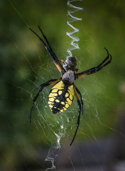 Une Grande Araignée Orbe Tisserand Noire Jaune Roule Vers Haut — Photo