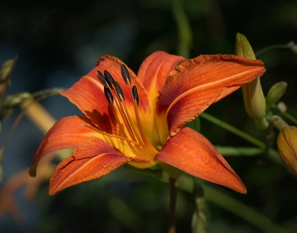 Een Prachtige Oranje Dag Lelie Een Weide Het Oosten Van — Stockfoto