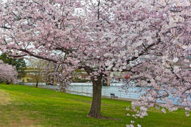 Kiraz çiçek açması ağaç Doğu Potomac Parkı Potomac Nehri boyunca. Washington Dc, ABD nehre bakan ağacın altında tezgah.