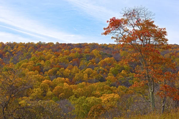 Uma Densa Floresta Decídua Final Outono Foothills Com Floresta Cores — Fotografia de Stock