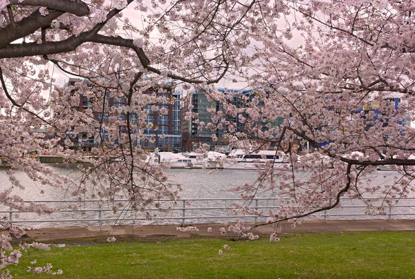 The Wharf of Washington DC behind a curtain of blossoming cherry trees. A scenic springtime landscape of East Potomac Park.