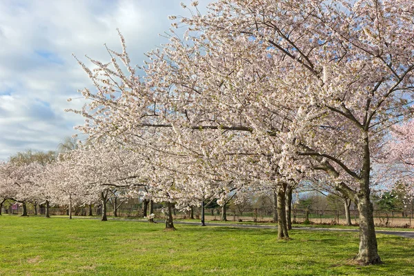 Doğu Potomac Park Washington Dc, ABD tam Bloom genç kiraz ağaçları. Parkta bulunan insan yapımı bir adada bize Potomac Nehri'nde başkenti.