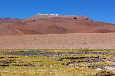 Atacama Çölü, Şili'deki bir yağmur sonra çimenlerde otlayan hayvanlar ile görkemli manzara. Yüksek irtifa vahşi doğal güzelliği.
