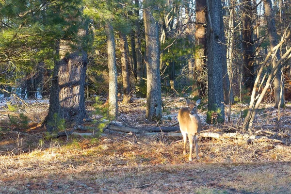 A young deer stands still at the forest edge. Pine forest of the Blackwater Falls State Park in winter, West Virginia, USA.