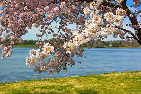 Cerezo Maduro Plena Floración Orilla Del Río Washington Panorama Primavera —  Fotos de Stock