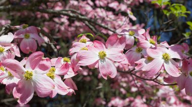 Flowering dogwood in spring. Floral display of delicate pink flowers under the sun.  clipart