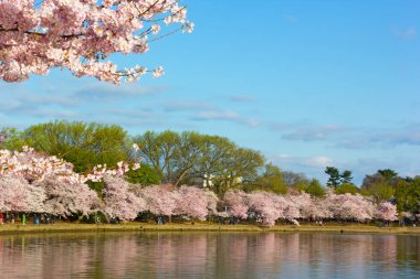 Kiraz çiçeği bereket sabah erken deprem Havzası çevresinde. Kiraz çiçek açması ağaçlar doruğa Washington DC, ABD.
