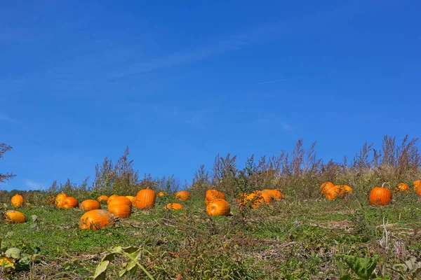 Pumpa Fältet Innan Halloween Odlingslandskap Höst Blå Himmel — Stockfoto