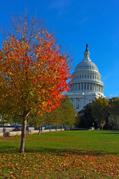 Washington Dc, ABD Capitol Hill'de sonbahar. Bize Capitol gerekçesiyle sonbaharda akçaağaç ağaç.