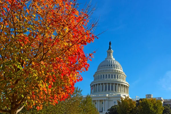 Jesień Kapitolu Washington Stany Zjednoczone Ameryki Klonu Jesienią Pobliżu Kapitol — Zdjęcie stockowe